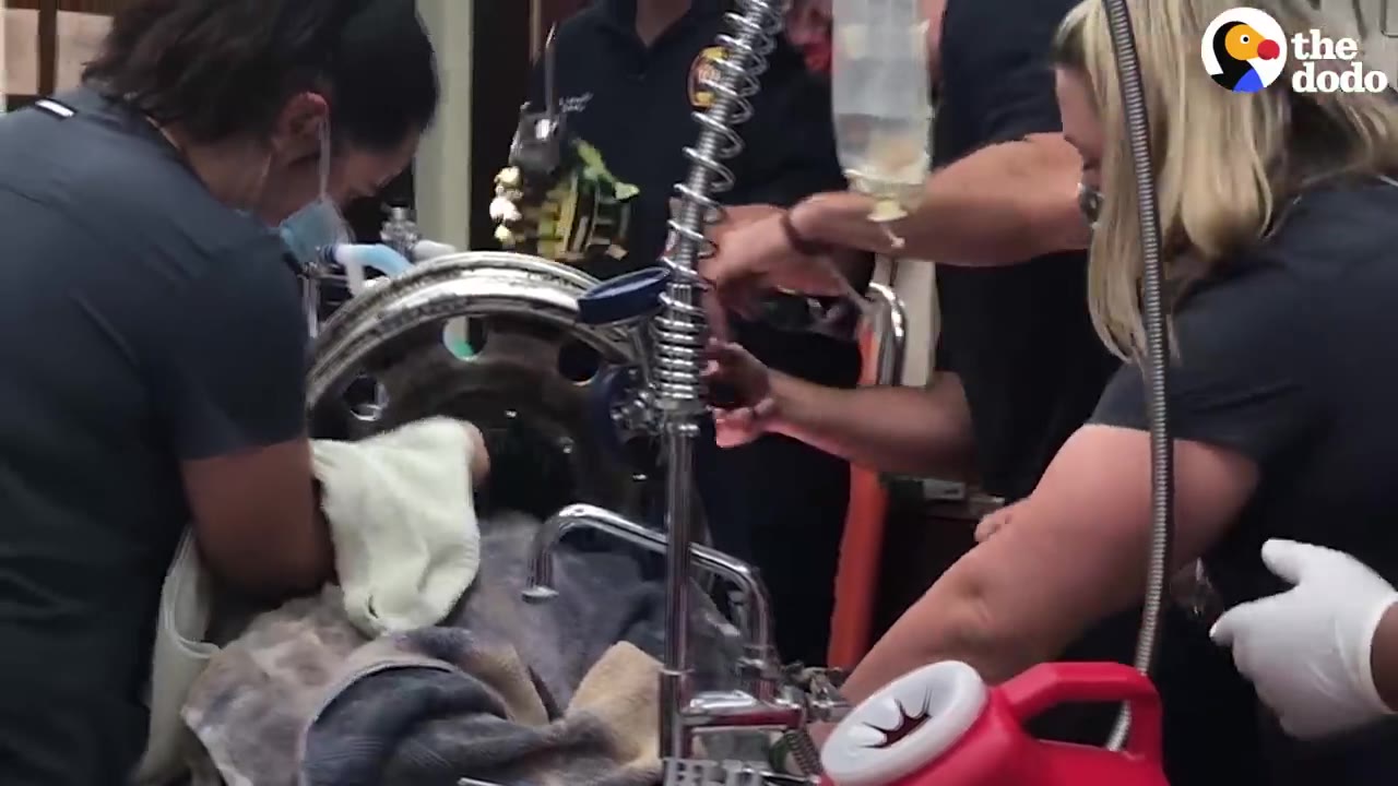 Medical staff and emergency responders working together in a clinic to treat an animal whose head is trapped inside a metal car wheel rim, covering the animal with towels.