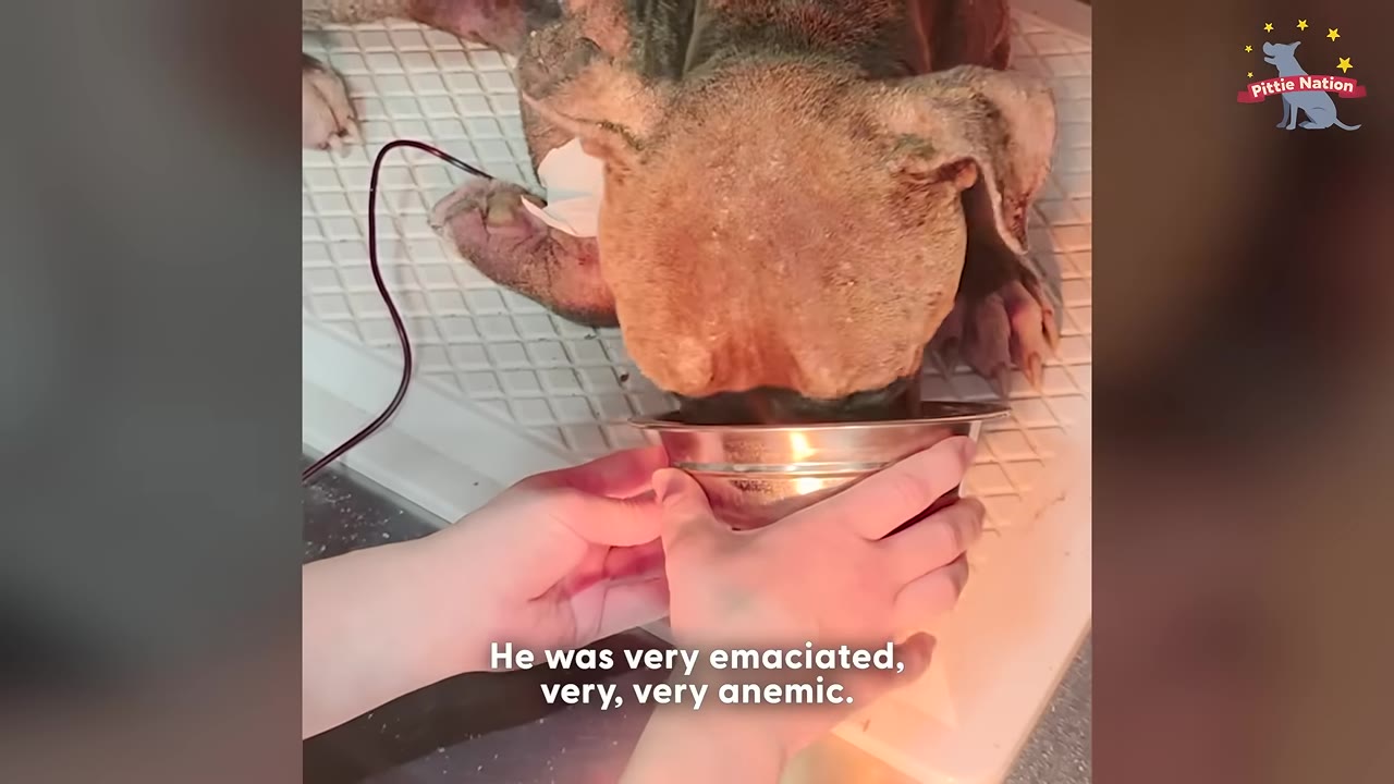 An emaciated brown dog lies on a veterinary table with an IV line containing dark red fluid connected to its front leg, while a person's hands hold a metal bowl near its snout.