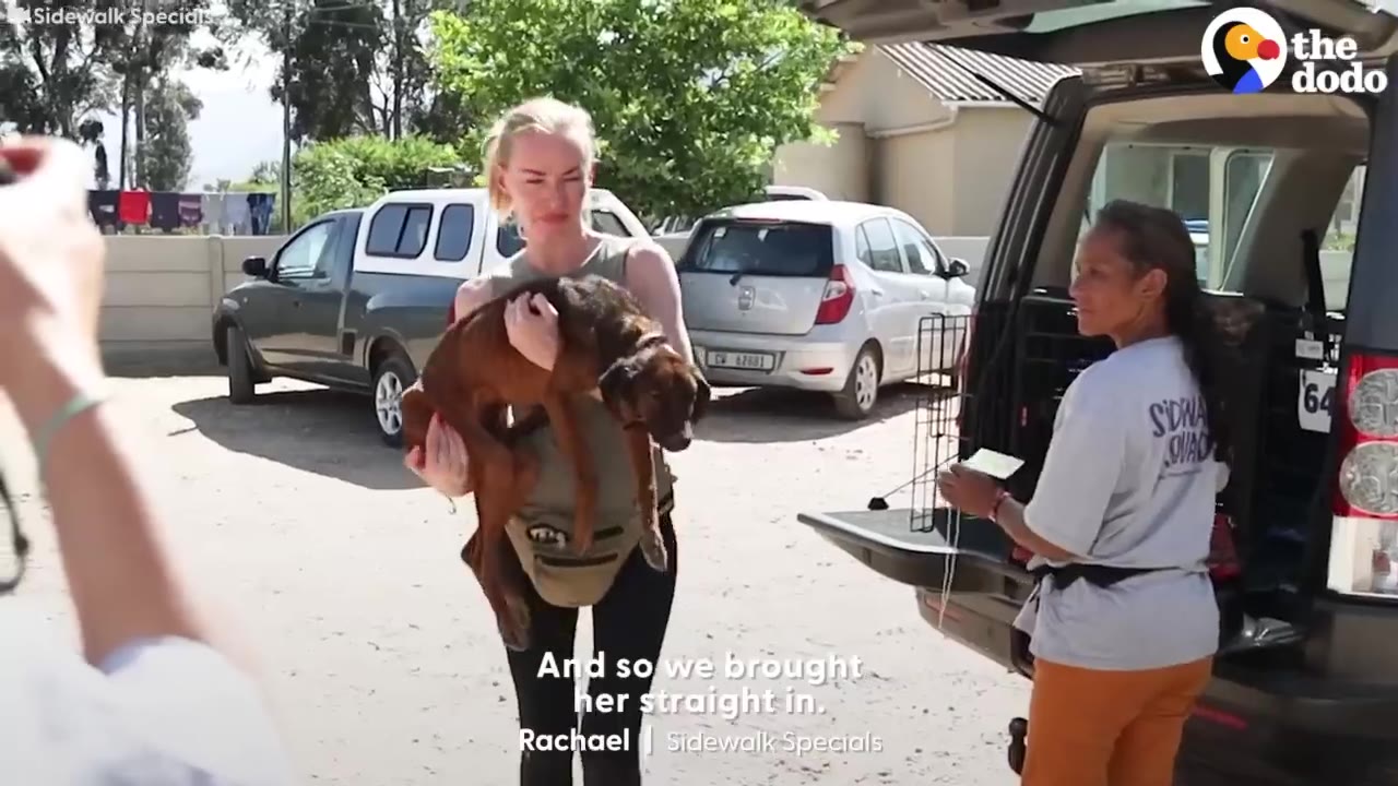 A woman holding a rescued thin brown dog outside near the open trunk of a vehicle.