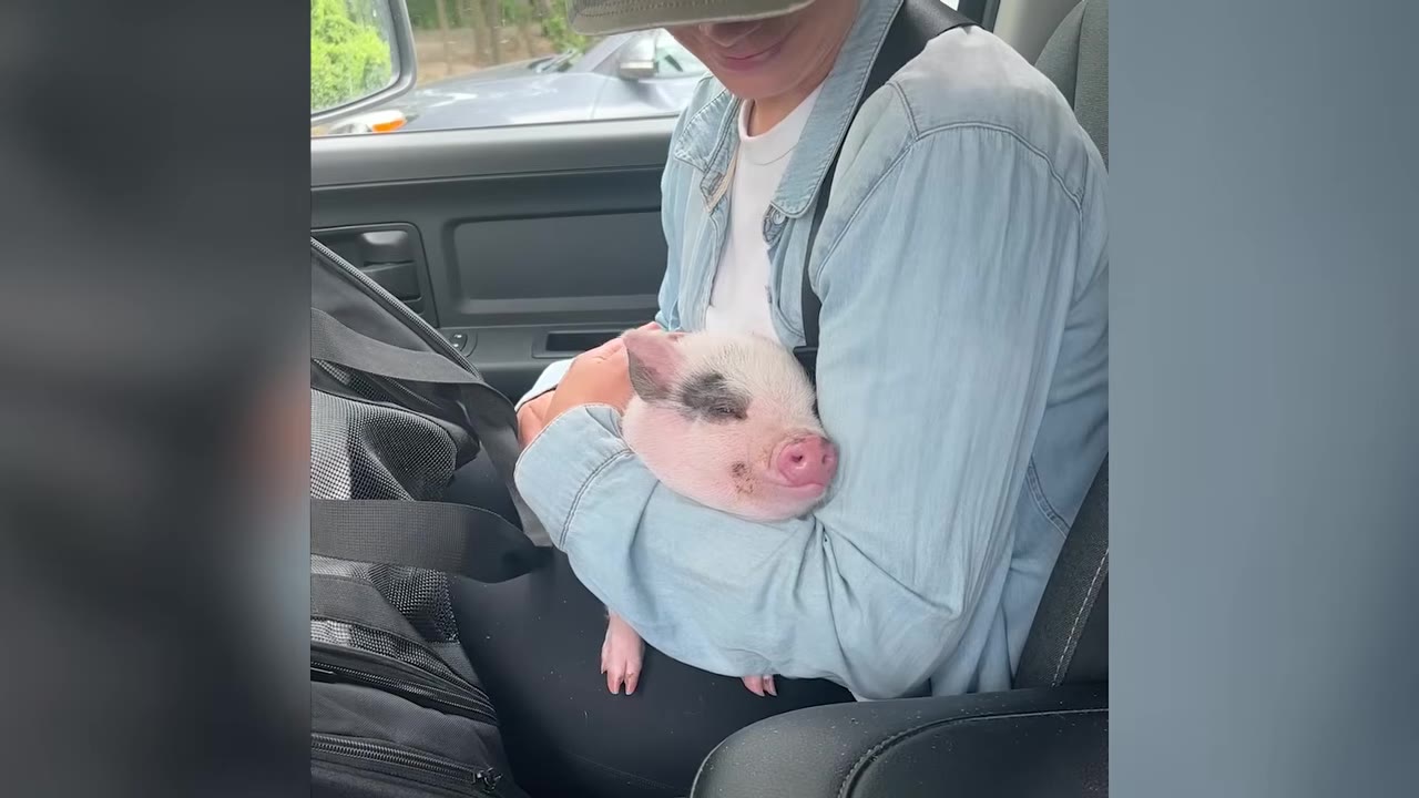 A person sitting inside a vehicle cradling a small sleeping pink piglet with dark spots in their arms.