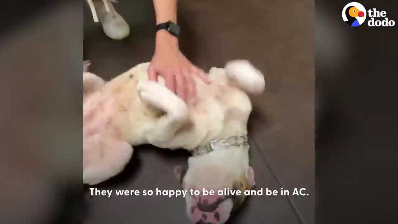 A rescued dog lies on its back inside a vehicle receiving a belly rub from a person.