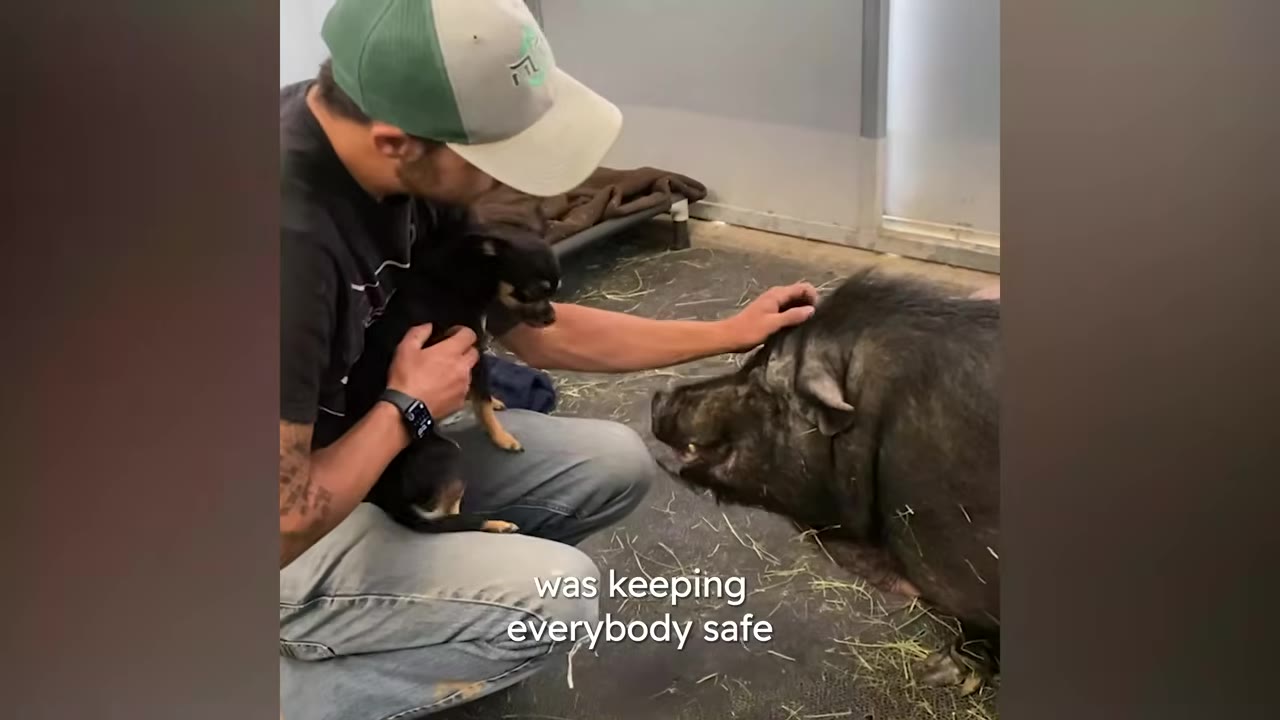 A sanctuary worker crouches while holding a small black and tan dog safely in his lap and gently petting a large black pig.