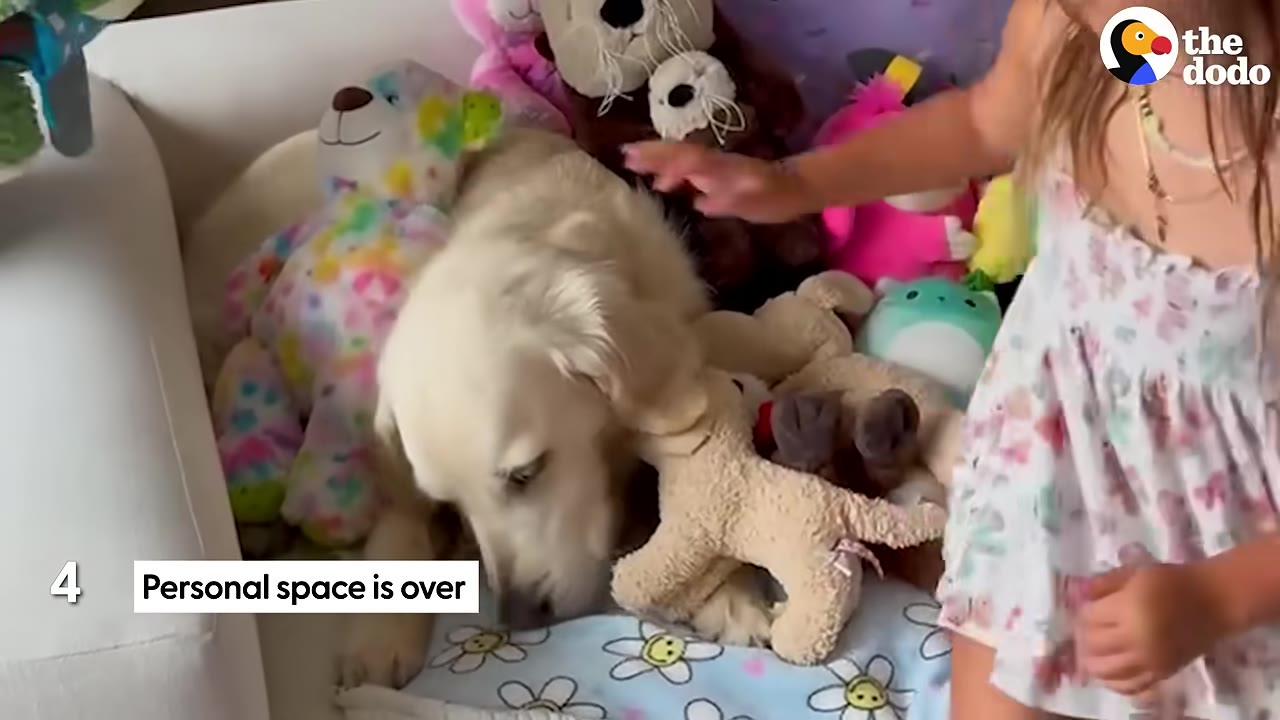 A golden retriever dog lies on a bed surrounded by colorful stuffed animals, with a young girl in a floral dress standing beside it.