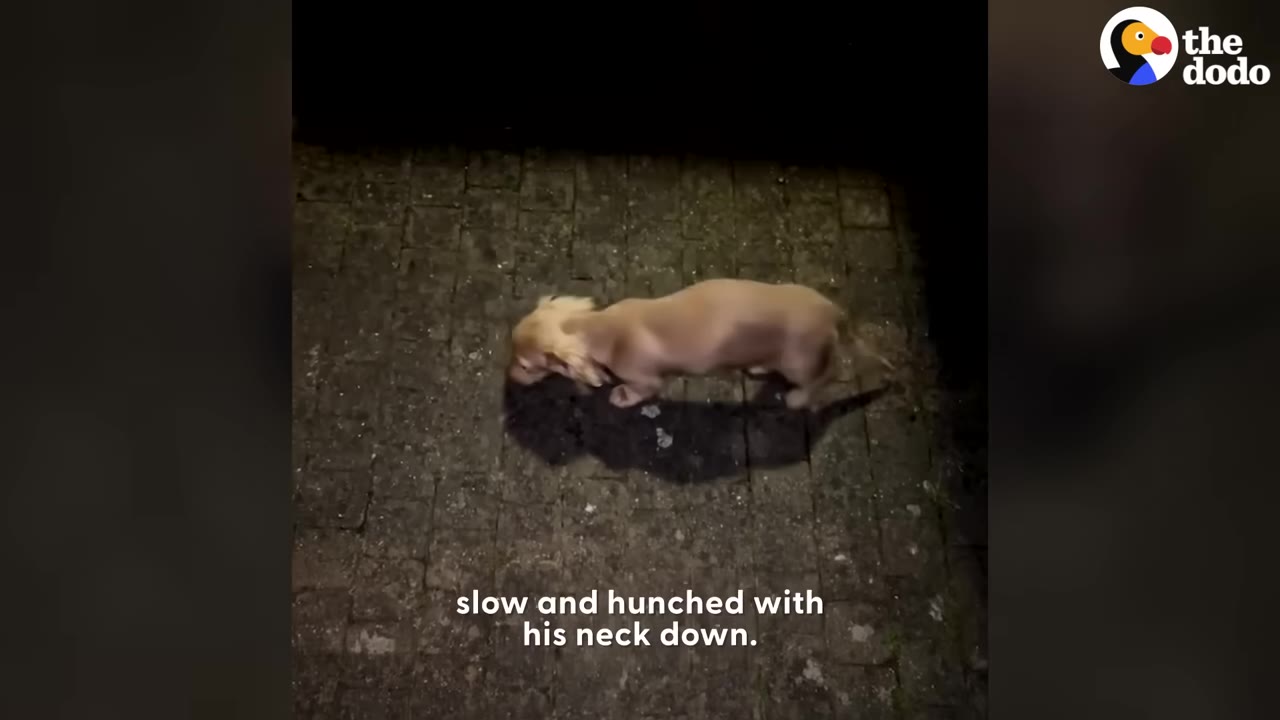A small blonde dachshund walking slowly on a paved surface at night with its head lowered and body hunched.