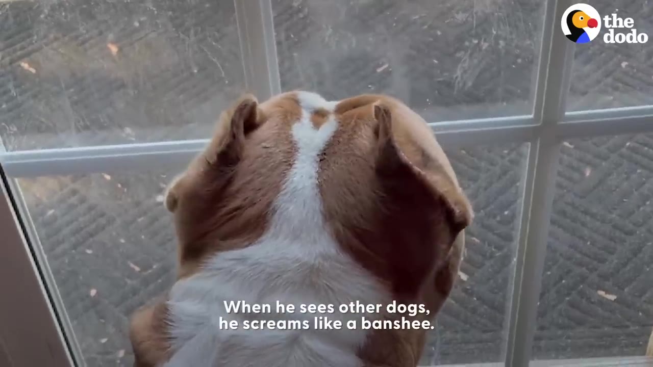 The back of a brown and white dog's head as it looks out a glass door, with text overlay reading 'When he sees other dogs, he screams like a banshee.'