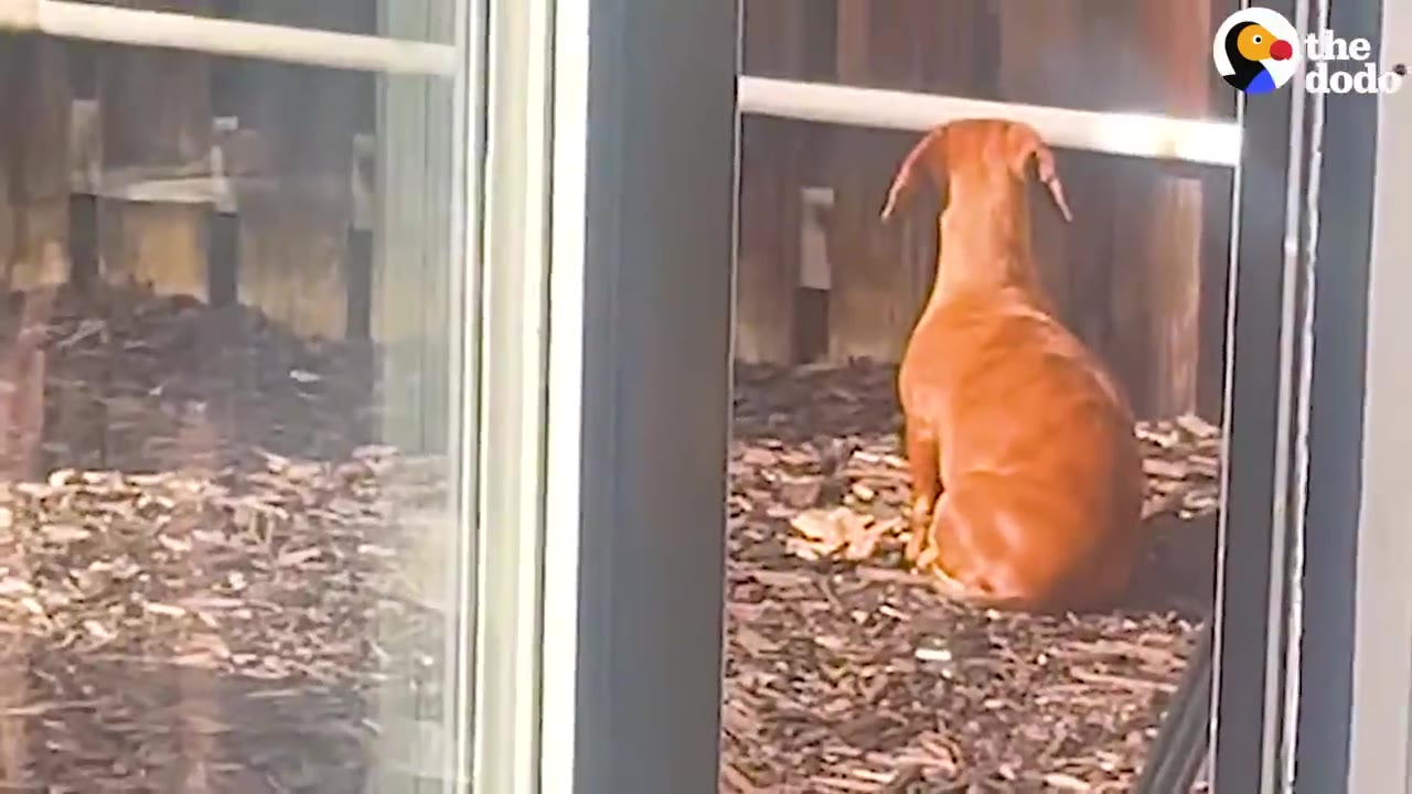 A brown dachshund sitting alone outside on mulch, facing away toward a wooden fence.