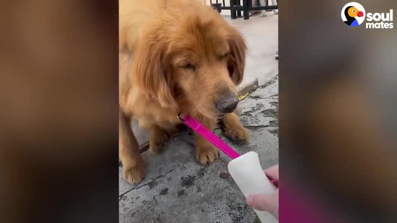A golden dog looking down with closed eyes as a white toy attached to a pink strap is offered to her.