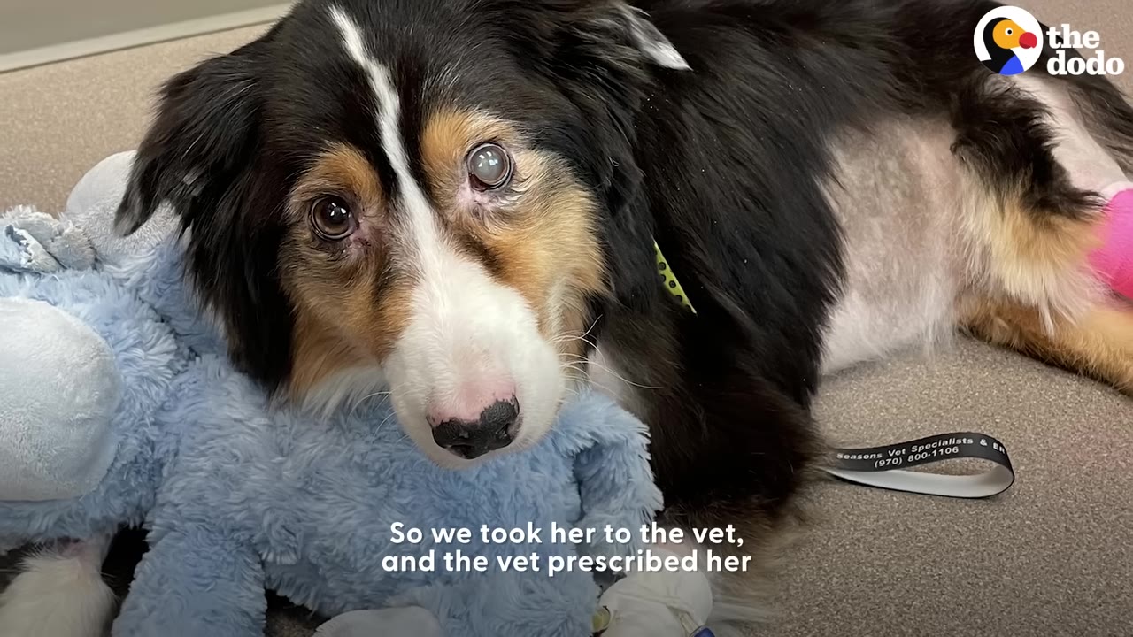 A tricolor Australian Shepherd lying down resting its head on a blue plush toy at a veterinary clinic.