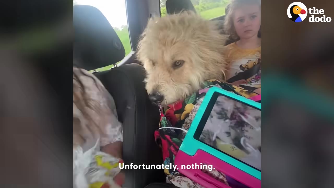 A scruffy, light-colored dog sitting in the backseat of a car next to a child after being rescued.