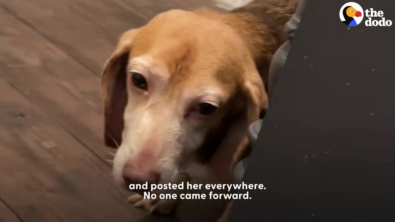 A close-up of a brown and white beagle looking up gently near wooden flooring.