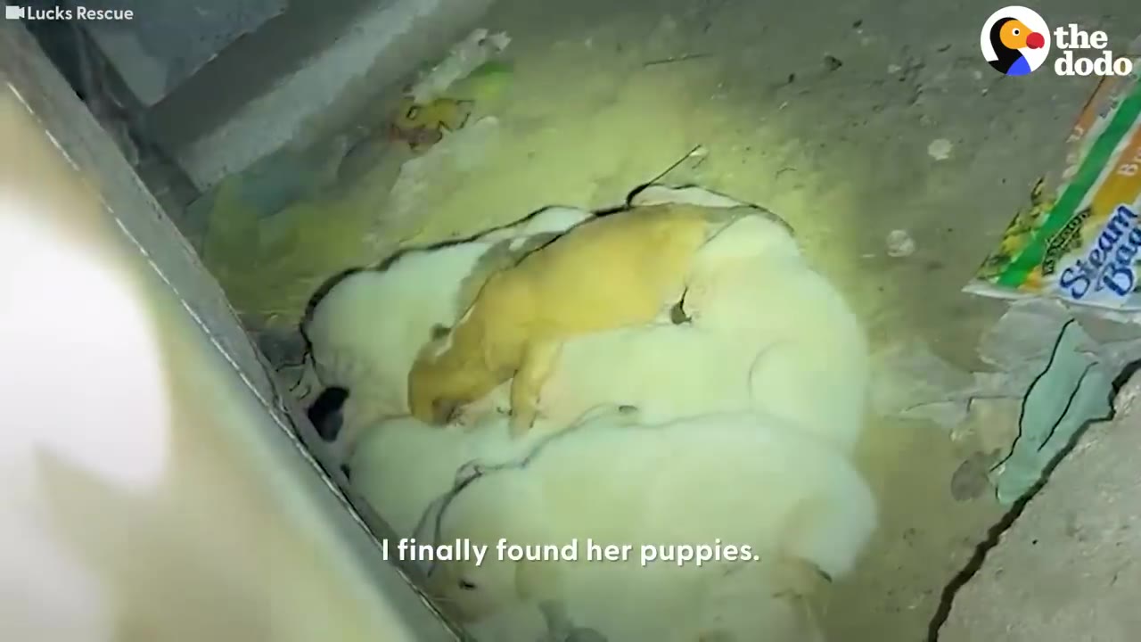 A pile of small, light-colored puppies huddled together on a dirt floor under a structure.