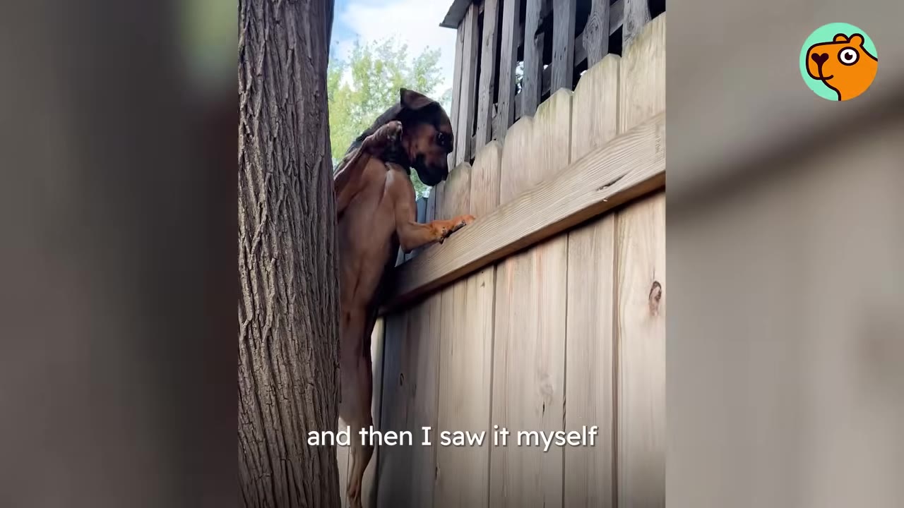 A brown dog balances high up on top of a tall wooden fence next to a tree trunk.
