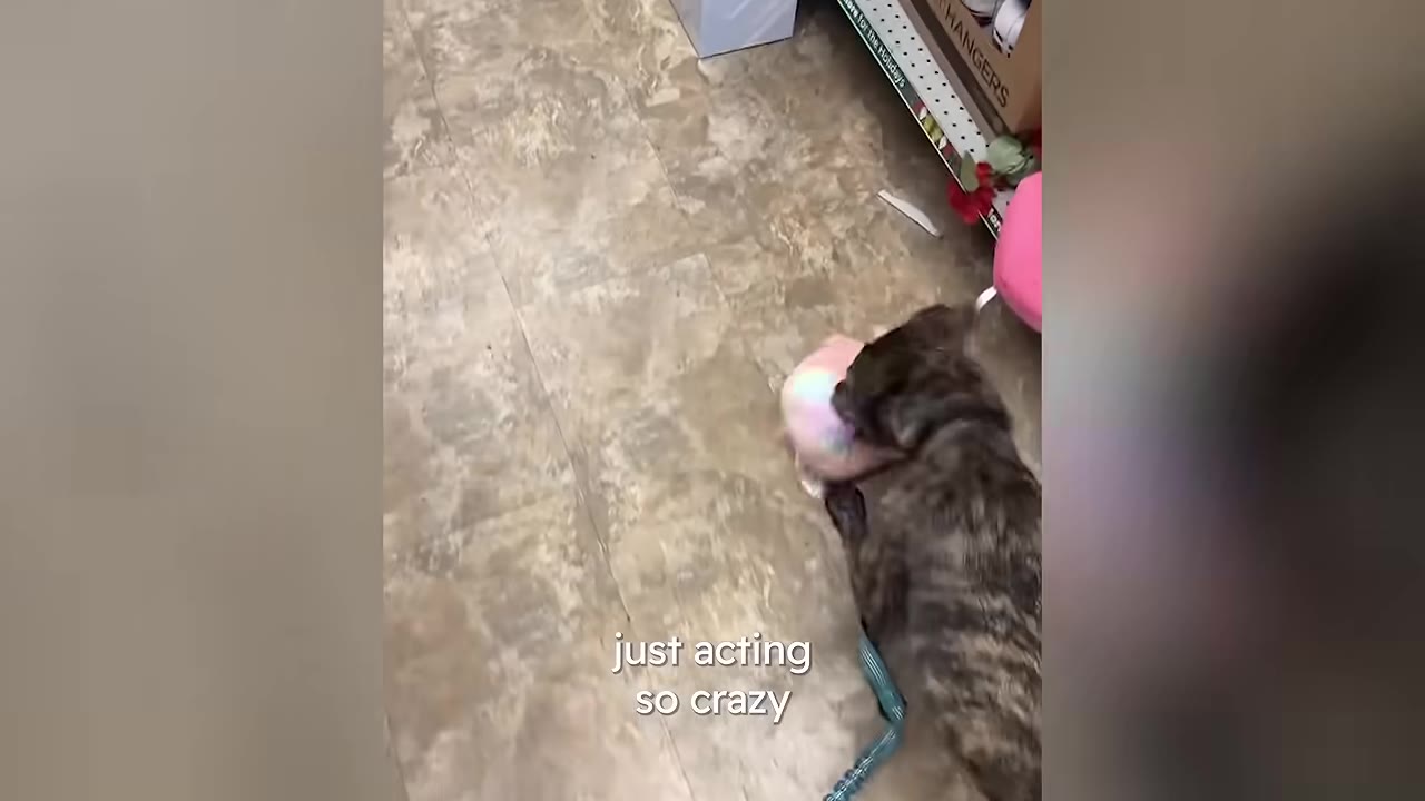 A brindle dog playing energetically on a tiled floor with a toy, with text overlay reading 'just acting so crazy'.