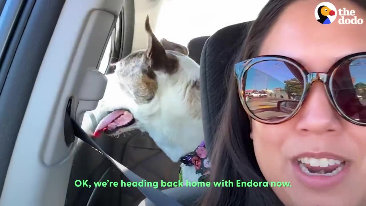 A woman wearing sunglasses smiles in a car selfie while a brindle and white dog named Endora looks out the window in the background.