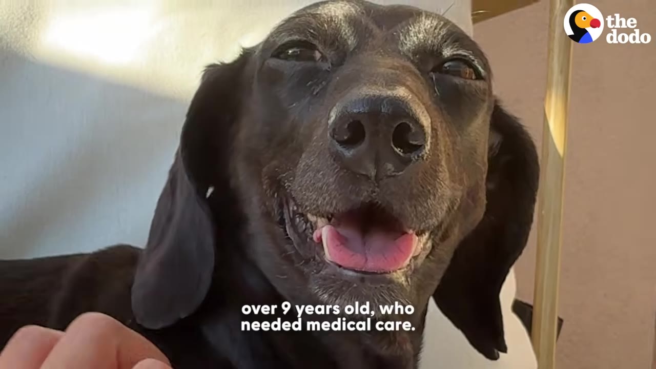 A close-up shot of an older black dachshund with grey fur around its muzzle and eyes, smiling with its mouth open.