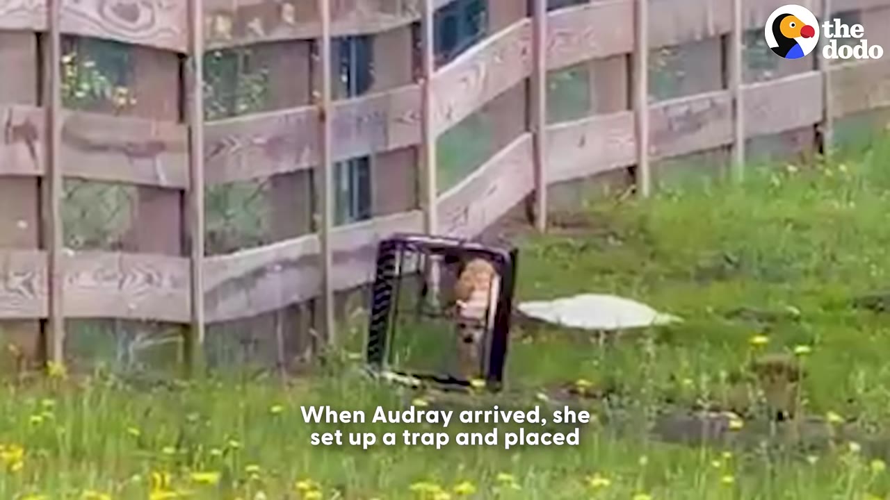 A dog crate trap is set up next to a wooden fence in a grassy field with yellow wildflowers.