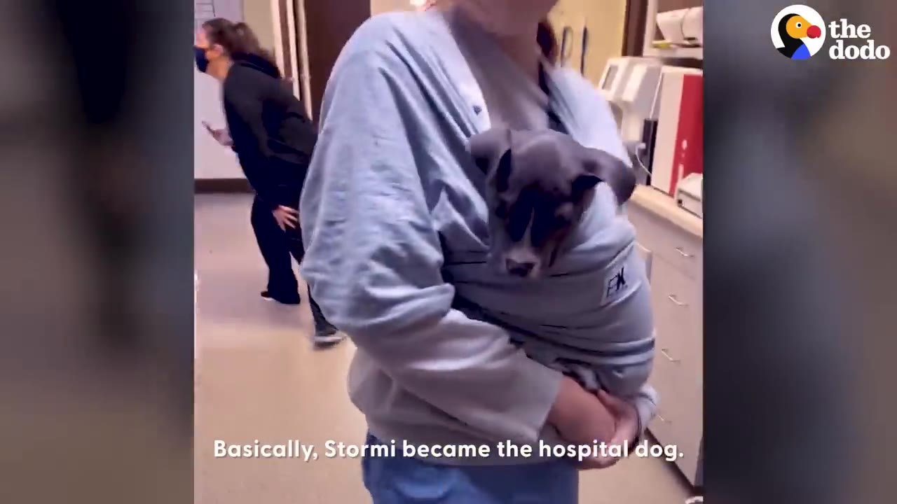 A person carrying a small grey puppy tucked inside a sling wrap while walking through an animal hospital clinic.
