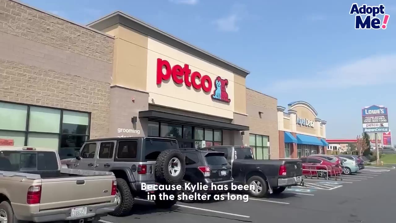 Exterior view of a Petco storefront with cars parked in front under a clear sky.