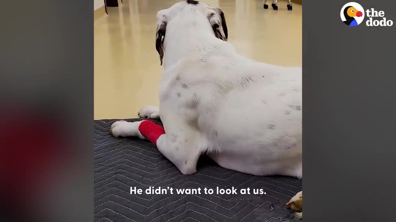 A white dog with black spots and a red bandage on its front leg lies on a grey mat in a clinic hallway, facing away from the camera.