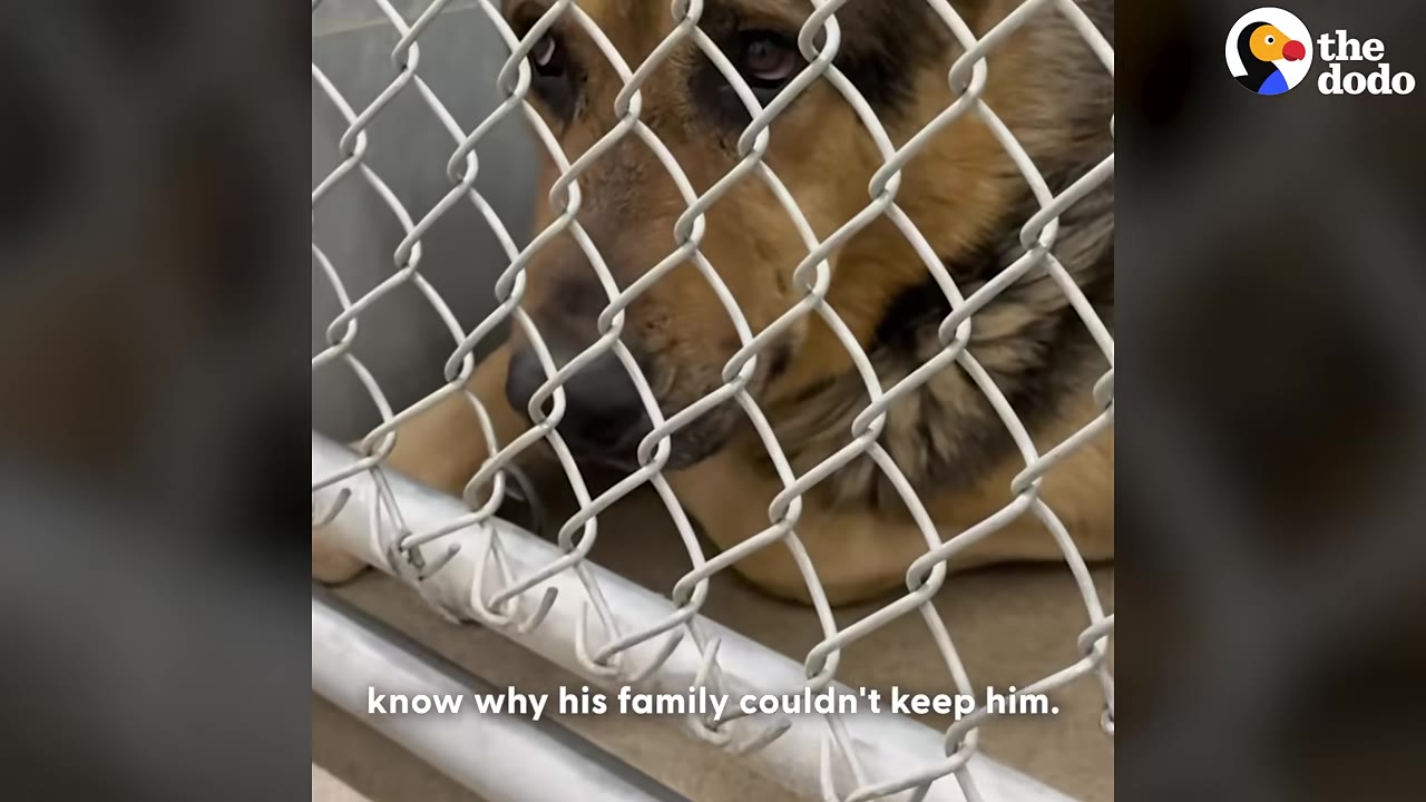 A German Shepherd dog looks sad and overwhelmed behind a chain-link fence inside an animal shelter kennel.