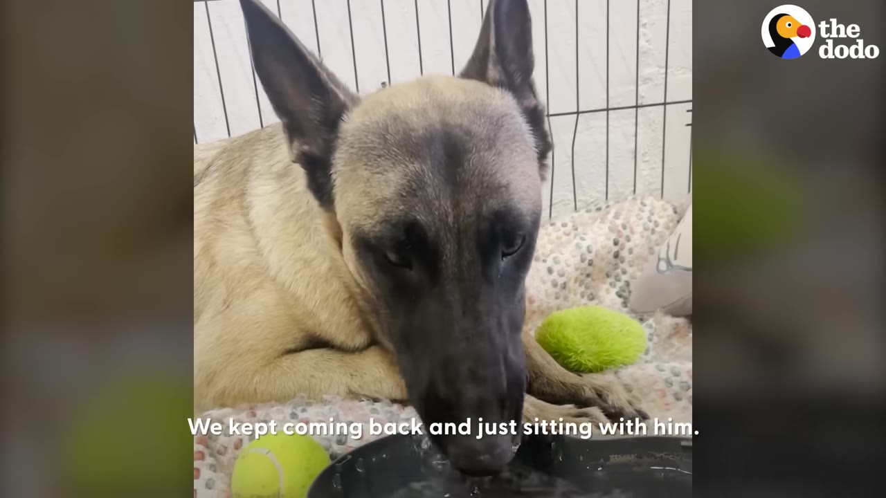 A Belgian Malinois or German Shepherd dog resting inside a wire crate next to tennis balls, lowering its head toward a water bowl.