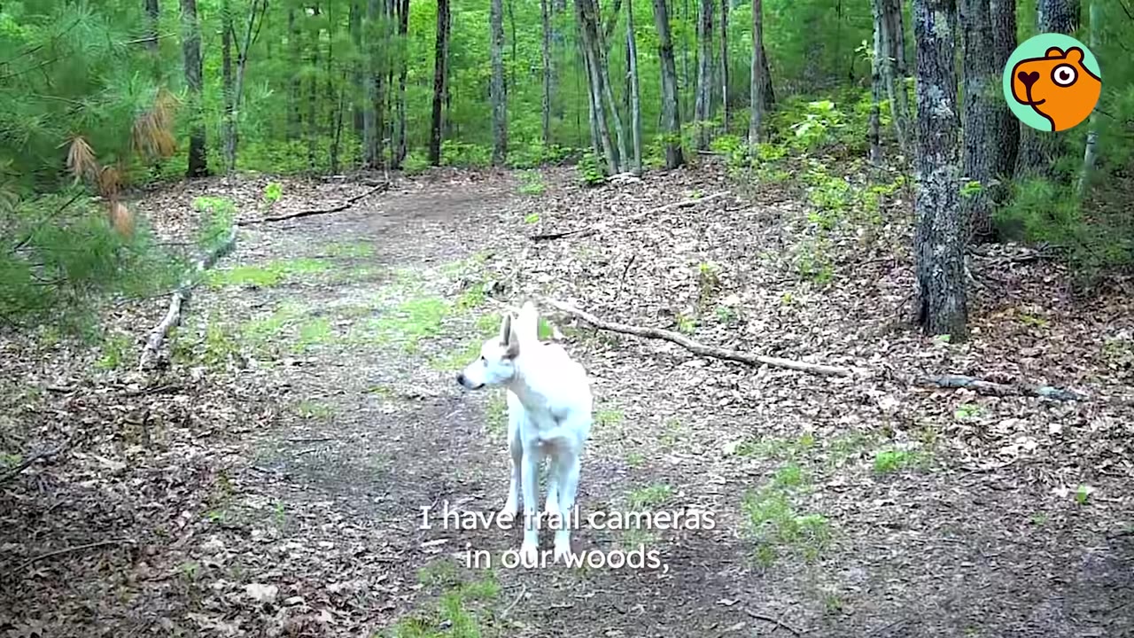 A white dog standing on a wooded trail captured by a trail camera.