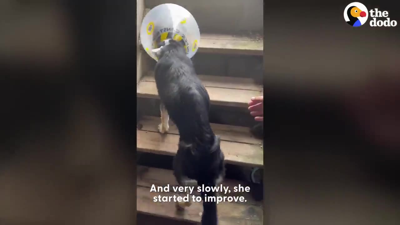 A black and tan dog wearing an Elizabethan cone climbs wooden stairs indoors.