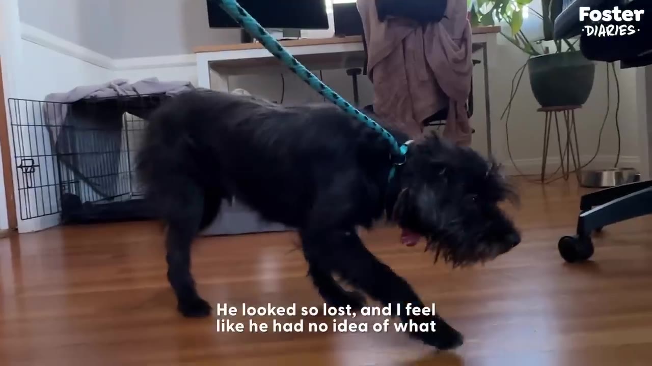 A small, scruffy black dog on a blue leash walks slowly across a wooden floor, looking down with a hesitant posture.