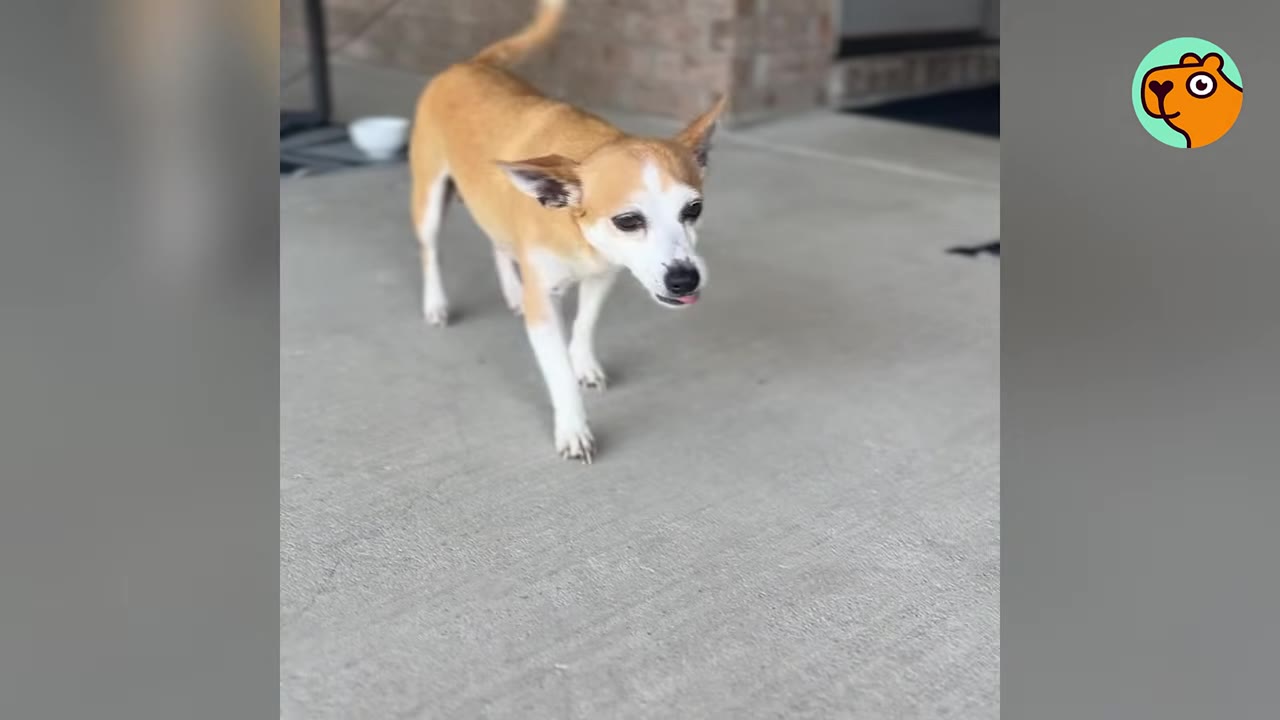 A small tan and white dog walking carefully forward on a concrete porch.