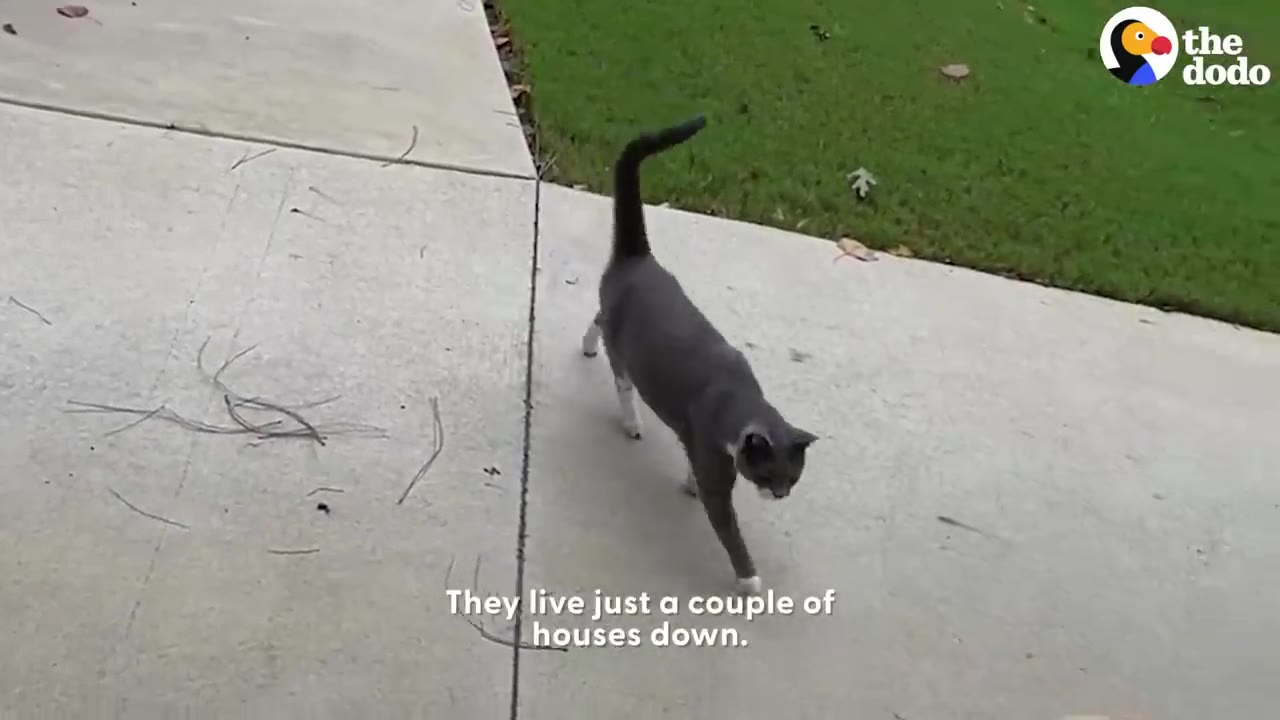 A grey and white cat walking along a concrete sidewalk outside.