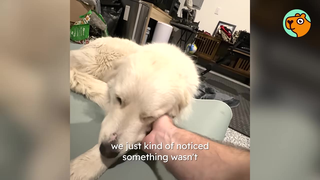 A large white dog resting comfortably indoors while receiving gentle head scratches from a person.