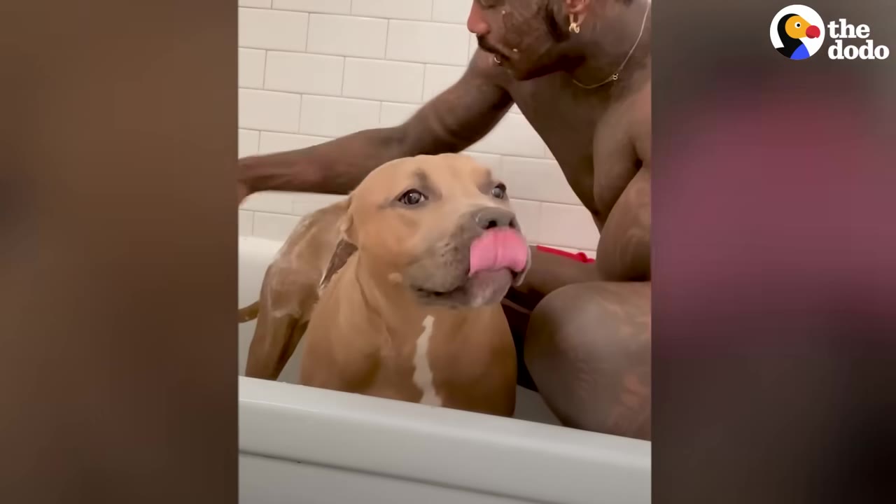 A tan pit bull standing in a bathtub licking its nose while a man washes its coat.