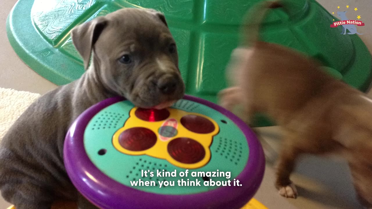 A close-up of a grey pit bull puppy resting its chin on a colorful circular toy, with another puppy blurred in the background.