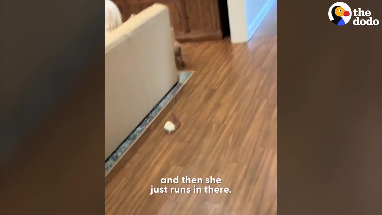 A small fluffy dog running down a hallway with wood floor.