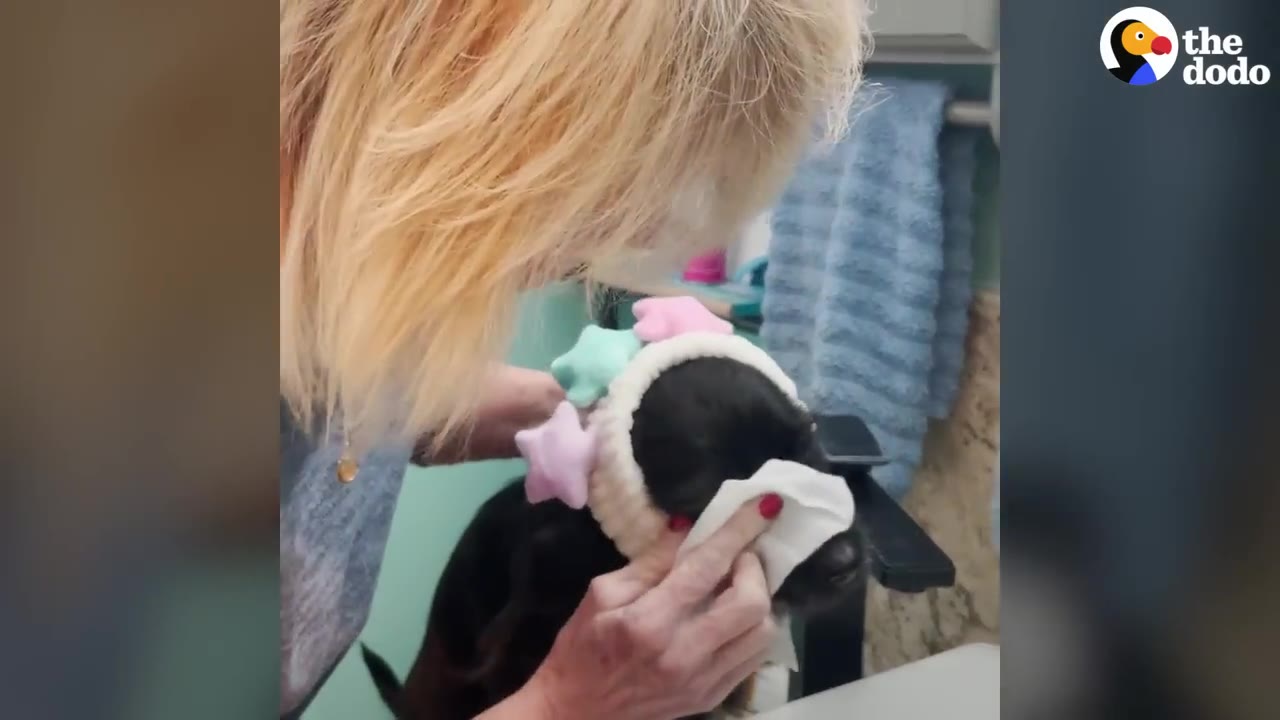 A close-up shot of a person gently wiping the face of a black dog wearing a white headband decorated with pastel star shapes.