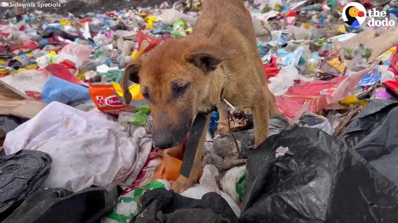 A thin brown dog stands looking down amidst a large pile of colorful trash at a dump.