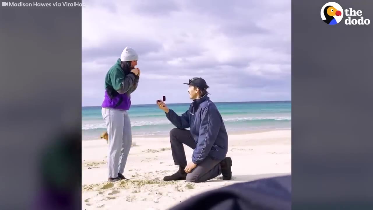 A man on one knee proposals to a woman on a sandy beach while a small dog runs around in the background.