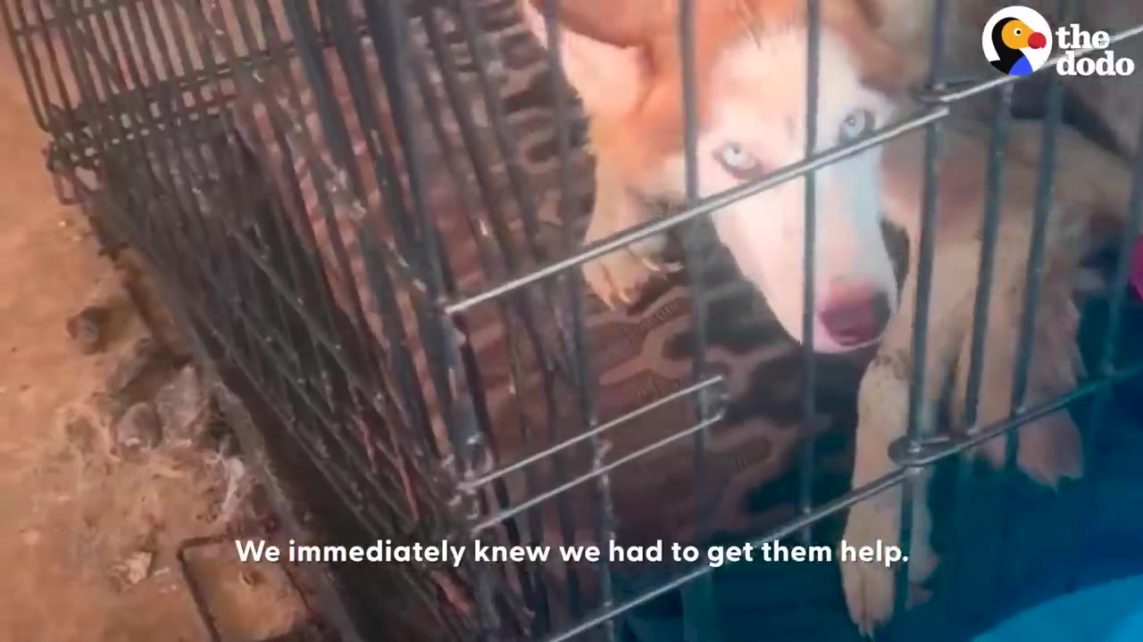 A close-up of a brown and white husky dog looking up with blue eyes from inside a wire crate.