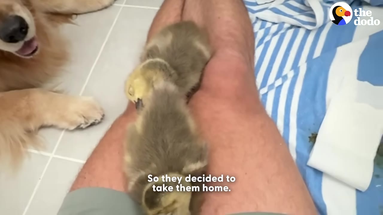 Two small, fluffy goslings rest on a person's bare legs indoors, with a golden retriever's head visible on the left.
