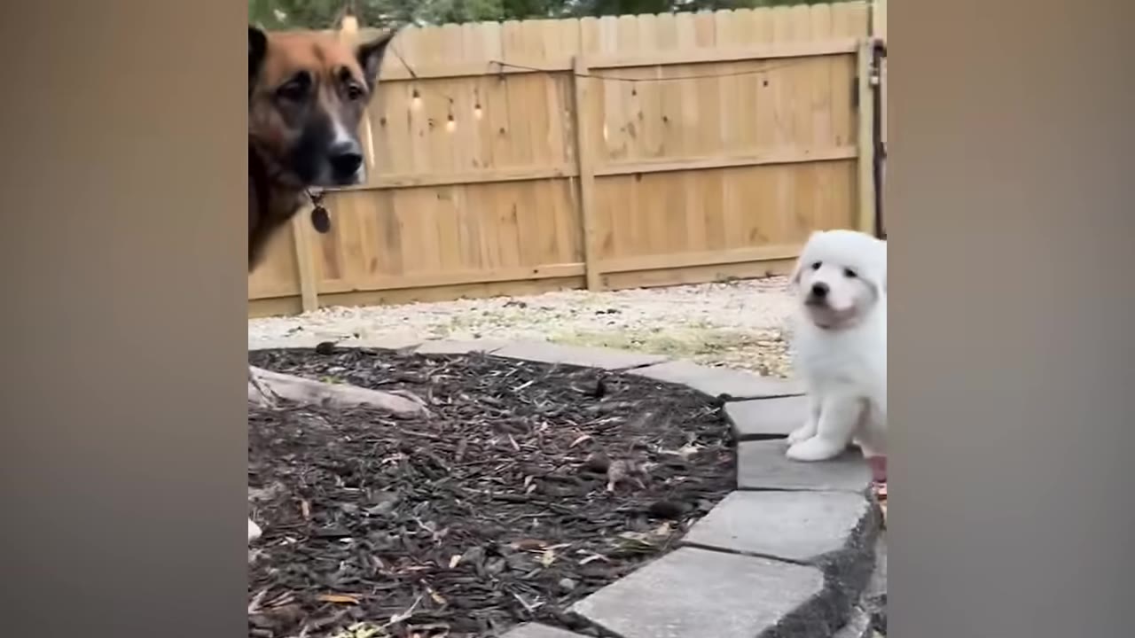 A German Shepherd dog and a fluffy white puppy look towards the camera in a fenced-in backyard.