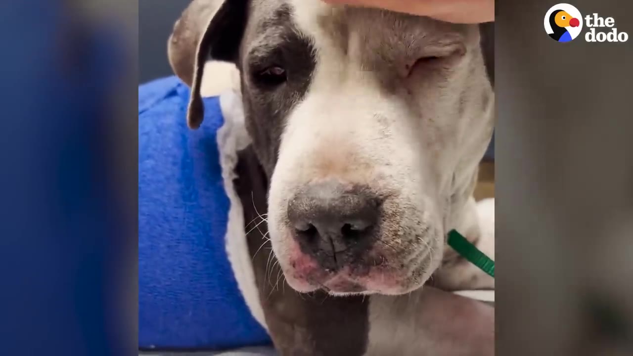 A close-up of a black and white dog resting with a blue medical support wrap while a hand gently strokes its head.