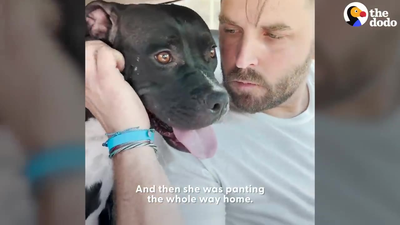 A man gently strokes the head of a black dog sitting next to him in a car.