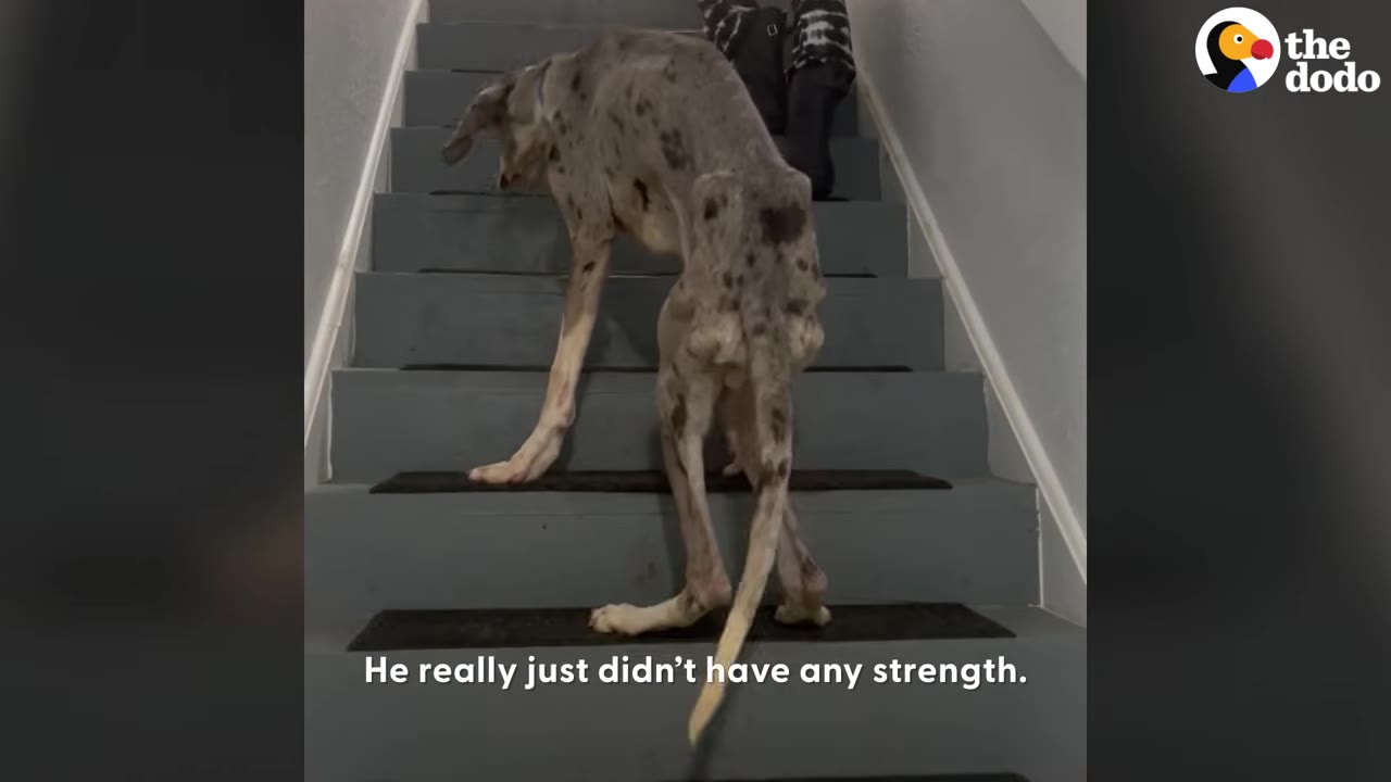 A very thin, malnourished Great Dane struggling to climb a set of wooden indoor stairs.