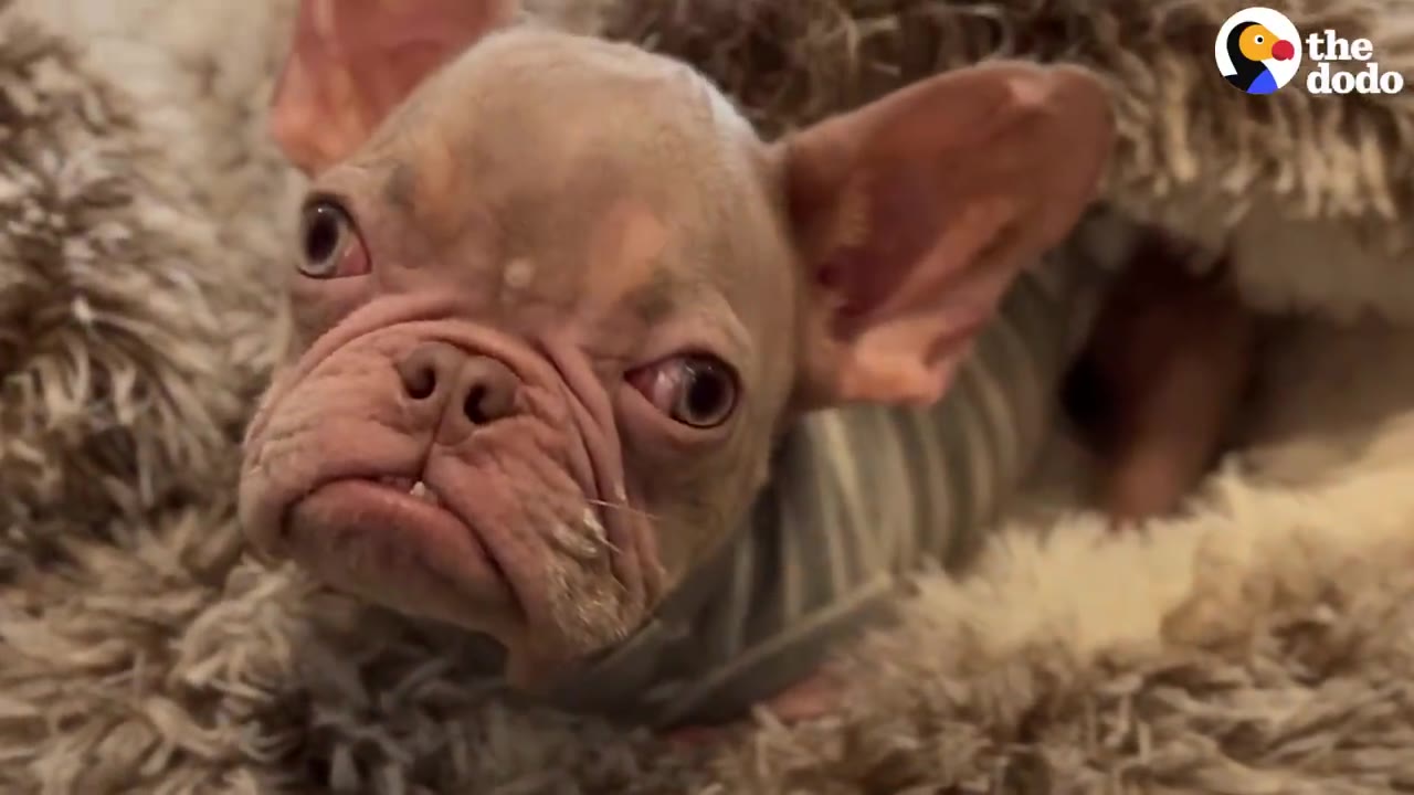 A small hairless French bulldog wearing a striped sweater peeking out from under a fuzzy blanket.