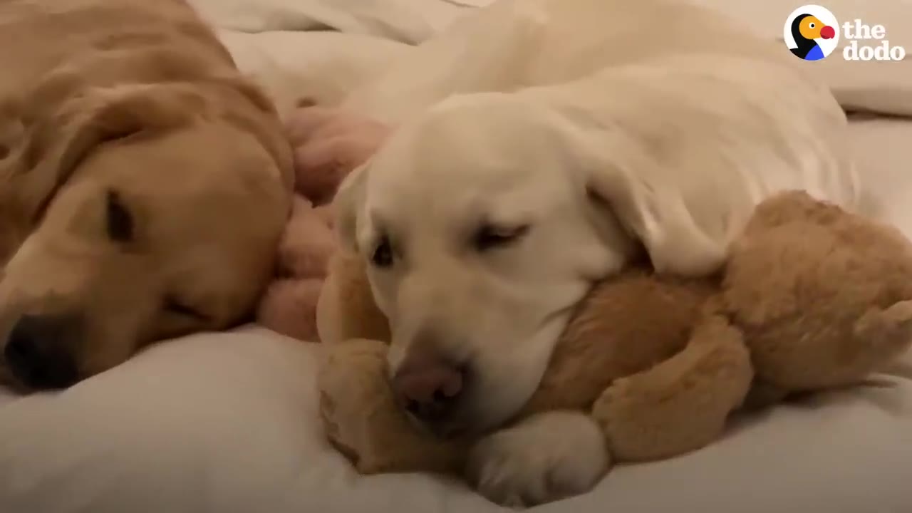 A white dog rests its head on a plush teddy bear while lying in bed next to a golden retriever.