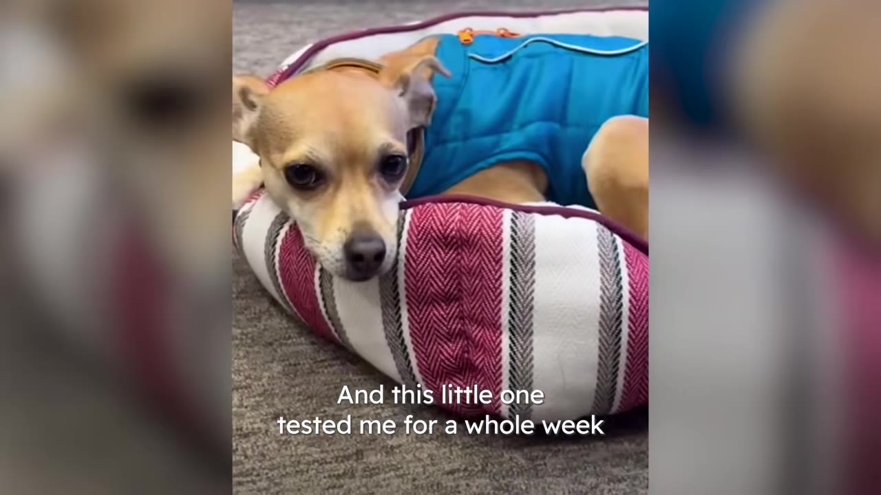 A small tan dog wearing a blue vest lies comfortably resting its head on the edge of a striped dog bed.