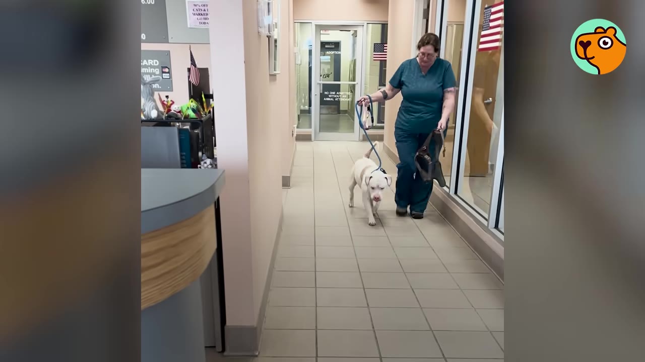 A shelter worker walks a white dog on a leash down a hallway inside an animal shelter.