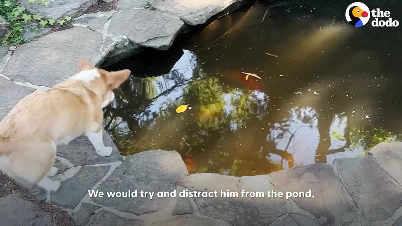 A Corgi stands on the stone border of a backyard koi pond, peering down into the water.