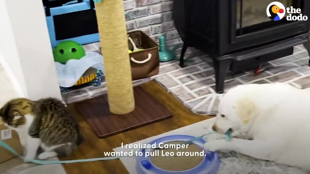 A white dog holding a light blue leash in its mouth attached to a tabby cat sitting on the floor indoors.