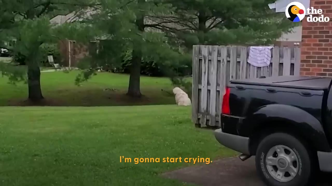 A large fluffy white dog sits in a grassy yard near a wooden fence, seen from behind a black pickup truck.